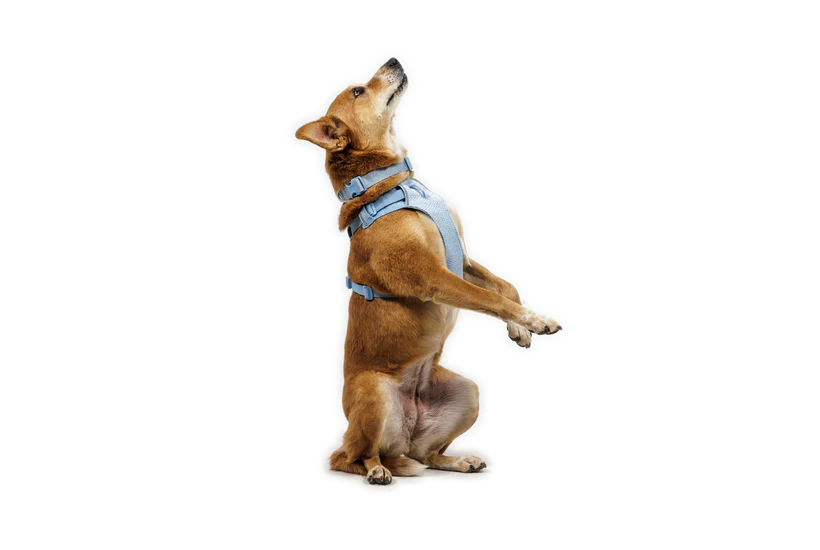Postroj Front Range® Flex Harness