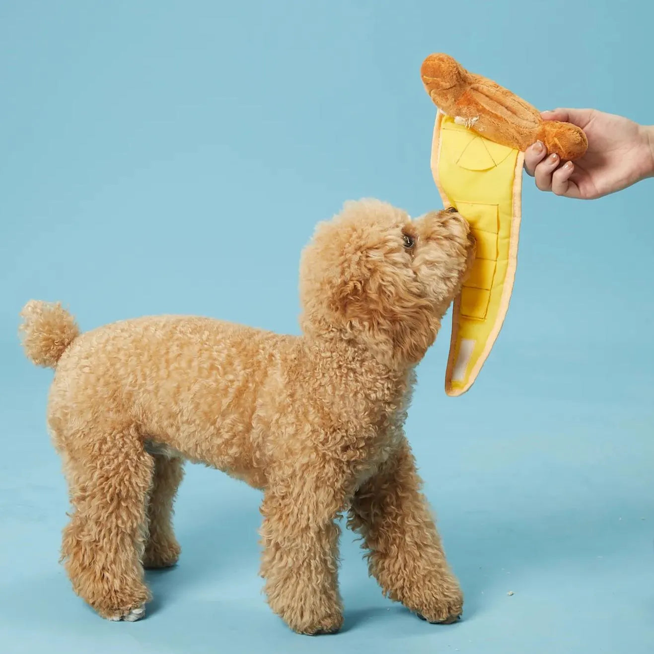 Croissant | Sniffing Toy
