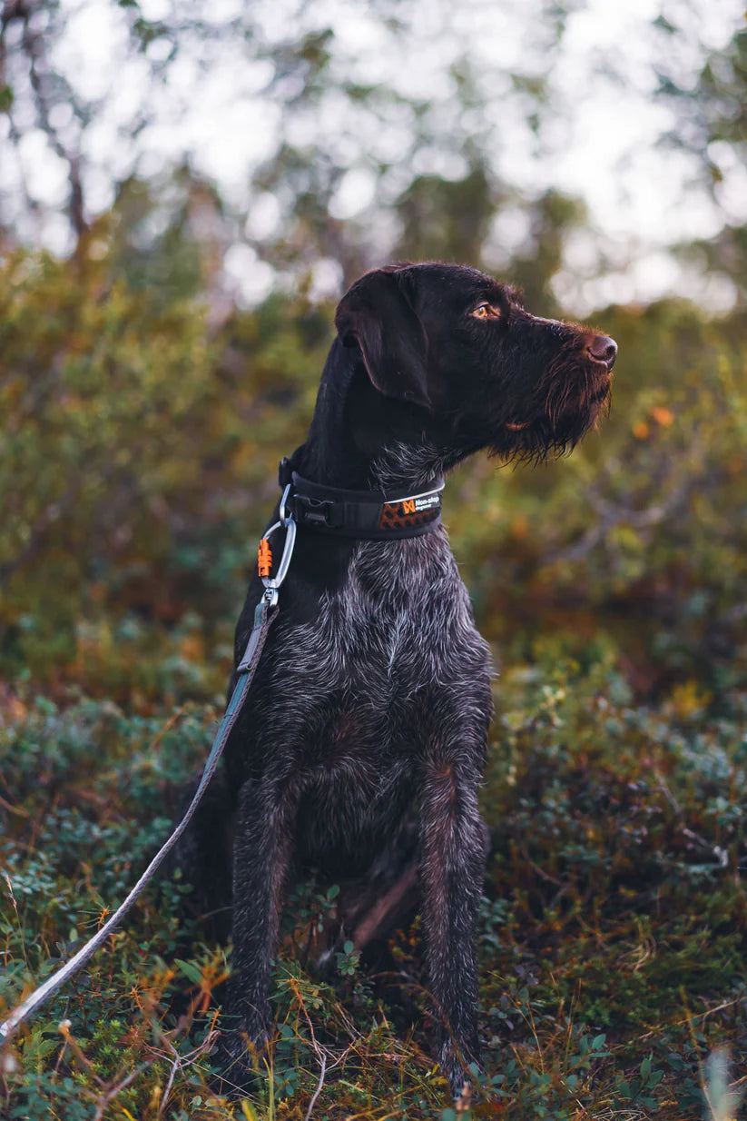 Obojek Rock adjustable collar